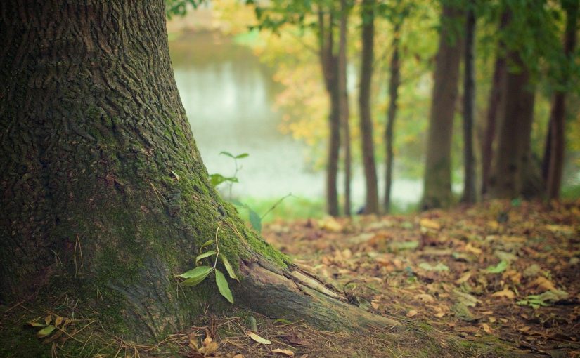 Piękny oraz {zadbany ogród to nie lada wyzwanie, szczególnie jak jego pielęgnacją zajmujemy się sami.